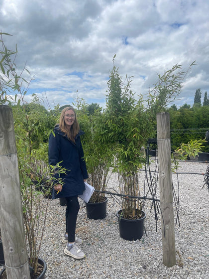 Bamboo Fargesia Viking 25 Litre Pot 170/180cm