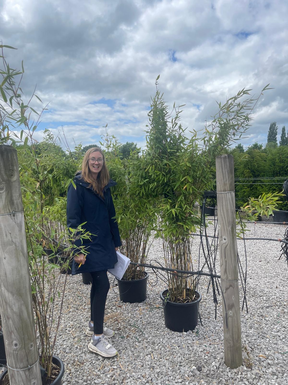 fargesia viking Bamboo Fargesia Viking 25 Litre Pot 170/180cm — Grasslands Nursery