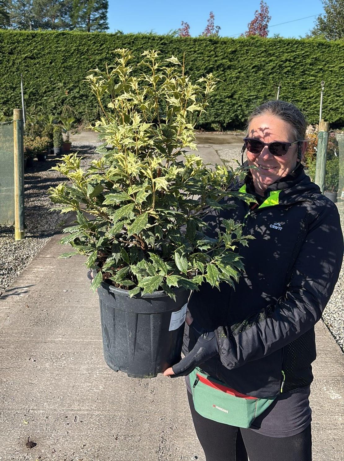 Osmanthus Tricolour 9 Litre Pot