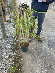 Salix Caprea Kilmarnock 1/2 Std 5 Litre Pot 80cm Stem