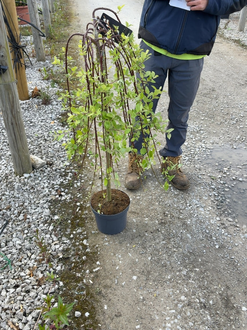 Salix Caprea Kilmarnock 1/2 Std 5 Litre Pot 80cm Stem