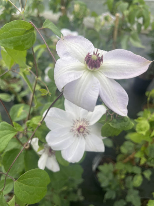 Clematis Miss Bateman 3 Litre Pot