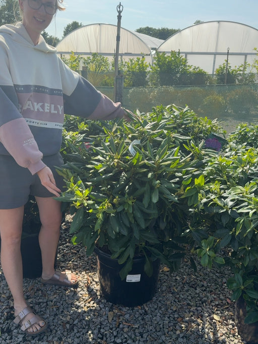 Rhododendron Hybrid Marcel Menard 40 Litre Pot 80cm Wide