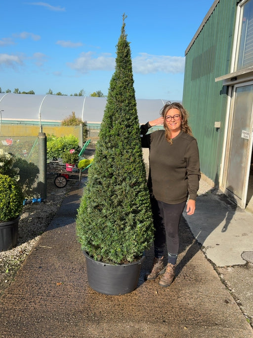 Yew Cone 80 Litre Pot 190-200cm