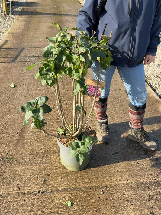 Syringa Michel Buchner 12 Litre Pot 80-100cm