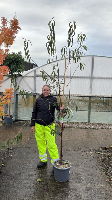 Prunus Serrula Amber Scots 15 Litre Pot