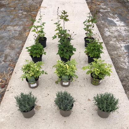 12 x Perennial Plants Butterfly & Bee Border Pack