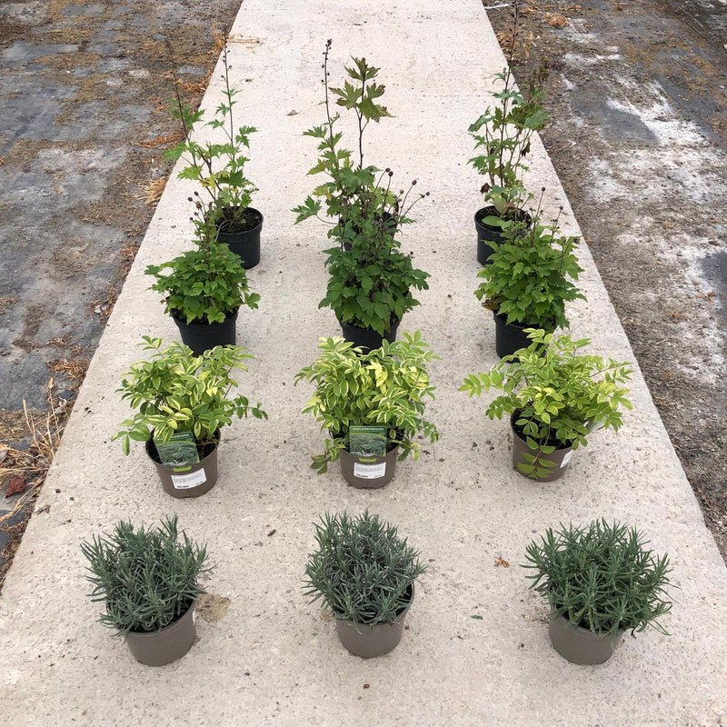 12 x Perennial Plants Butterfly & Bee Border Pack