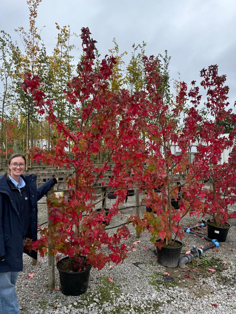 Liquidambar styraciflua Lane Roberts 30 Litre Pot