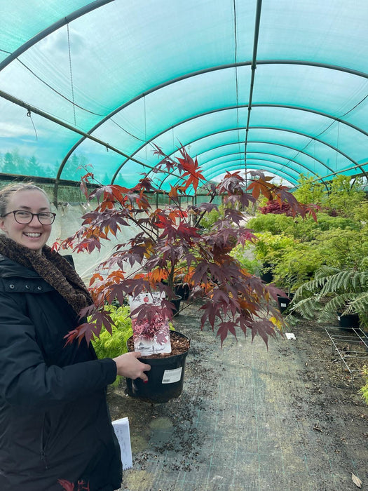Acer palmatum Atropurpurea 5 Litre Pot