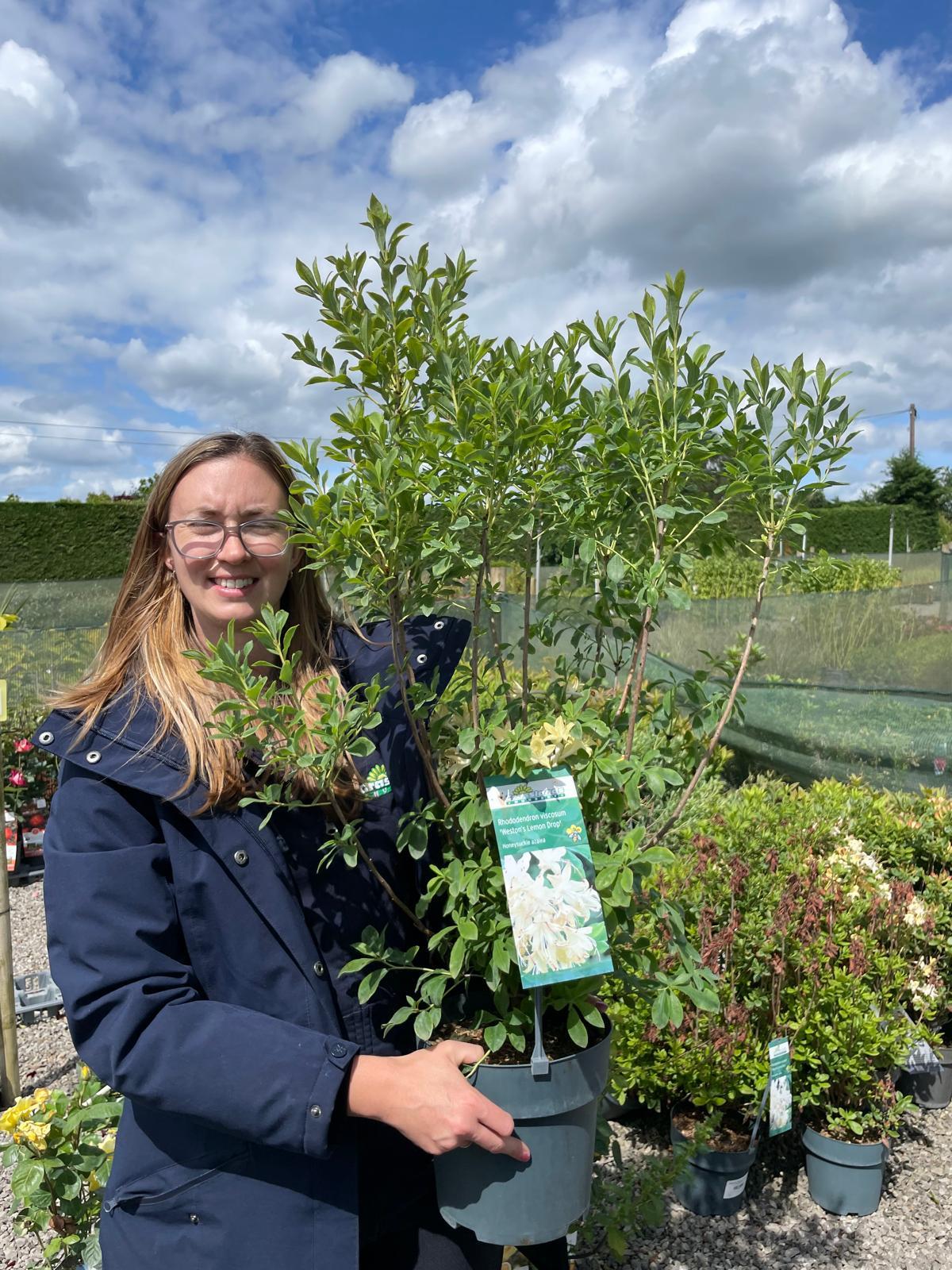 Azalea vis. Weston's Lemon Drop 4.5 Litre Pot — Grasslands Nursery