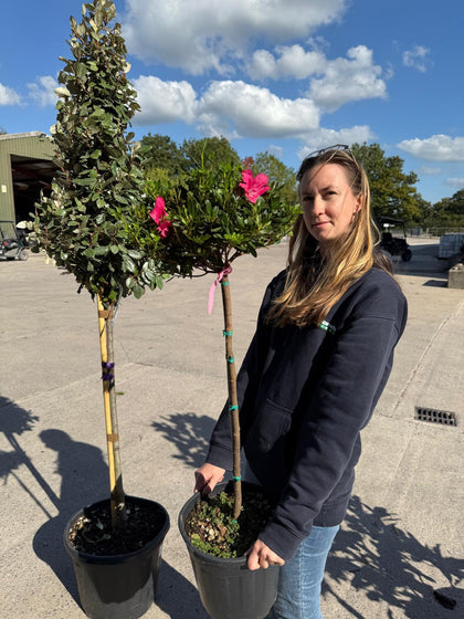 Azalea Jap. Rosa 7 Litre Pot 1/2 Standard