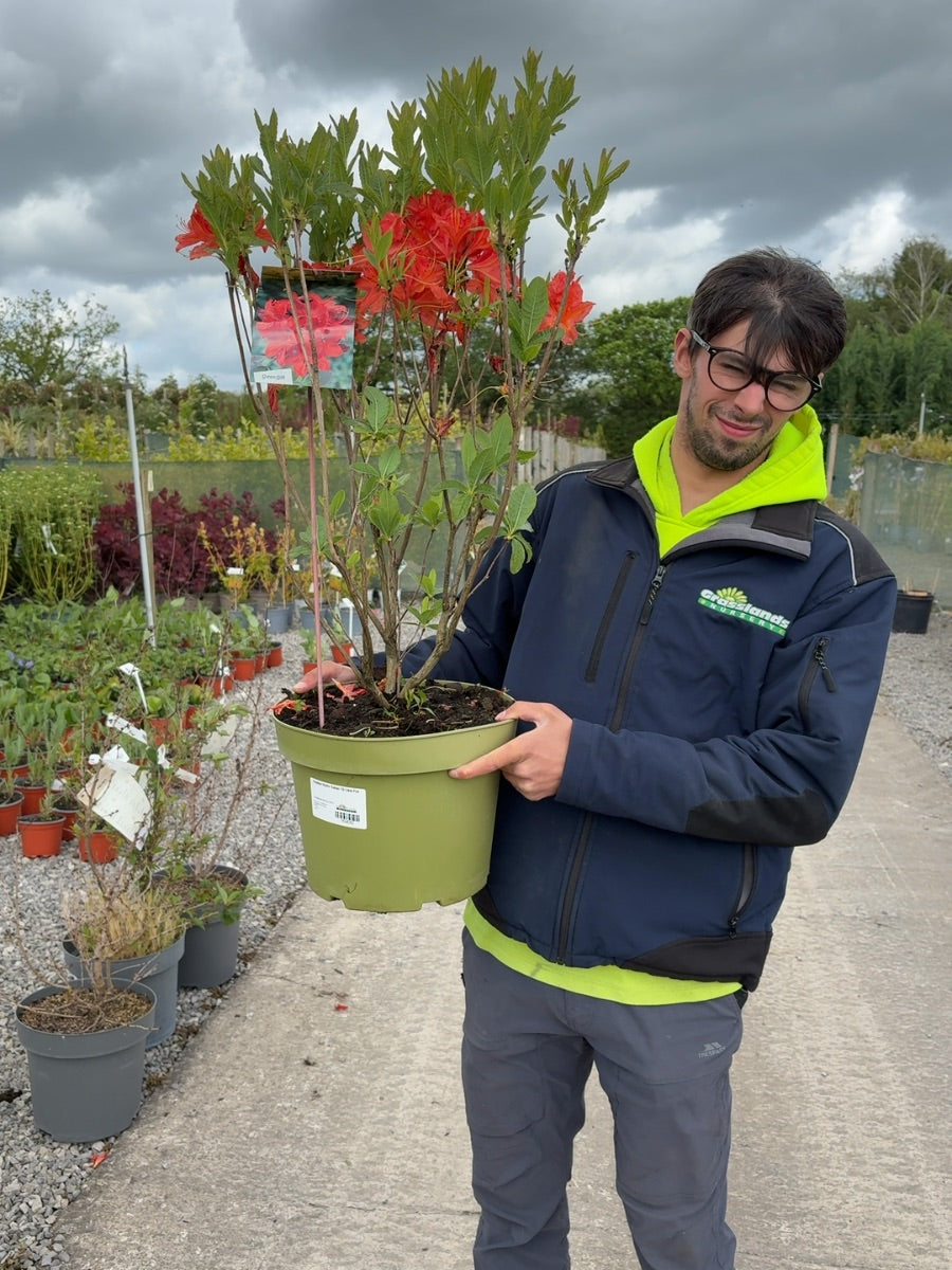 Azalea Mollis Satan 10 Litre Pot