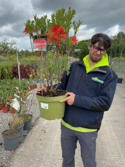 Azalea Mollis Satan 10 Litre Pot