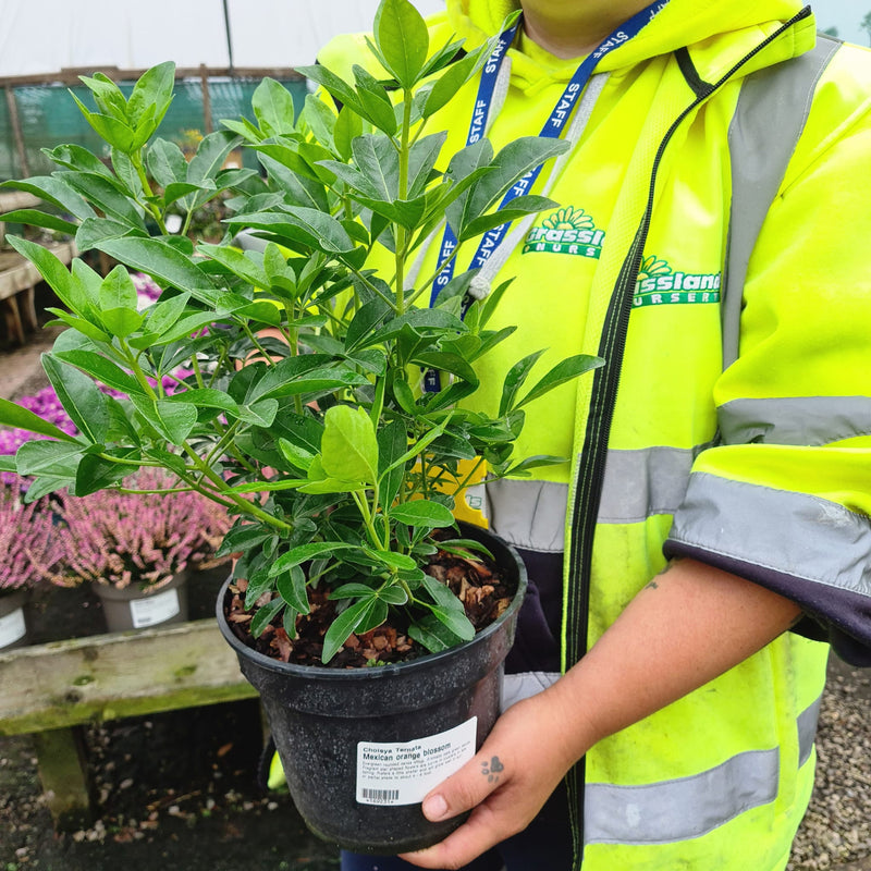 Choisya Ternata 3 Litre Pot