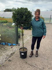 Laurus Nobilis 1/2 Std 15 Litre Pot 90-100cm Stem 60-65cm Head