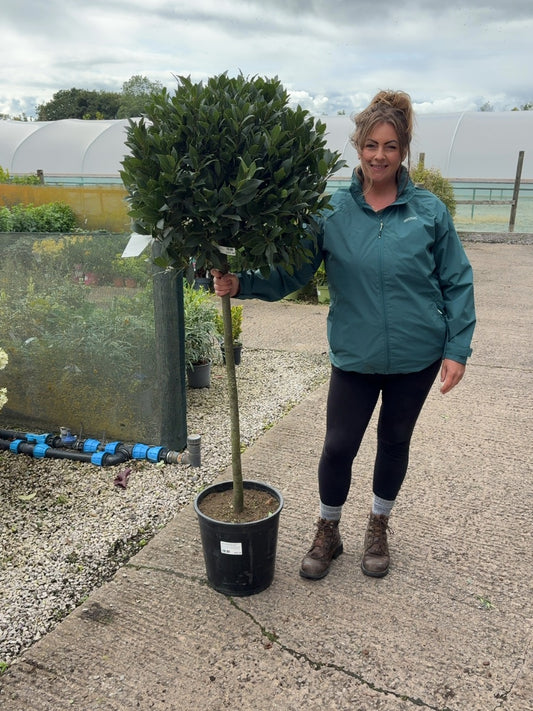 Laurus Nobilis 1/2 Std 15 Litre Pot 90-100cm Stem 60-65cm Head