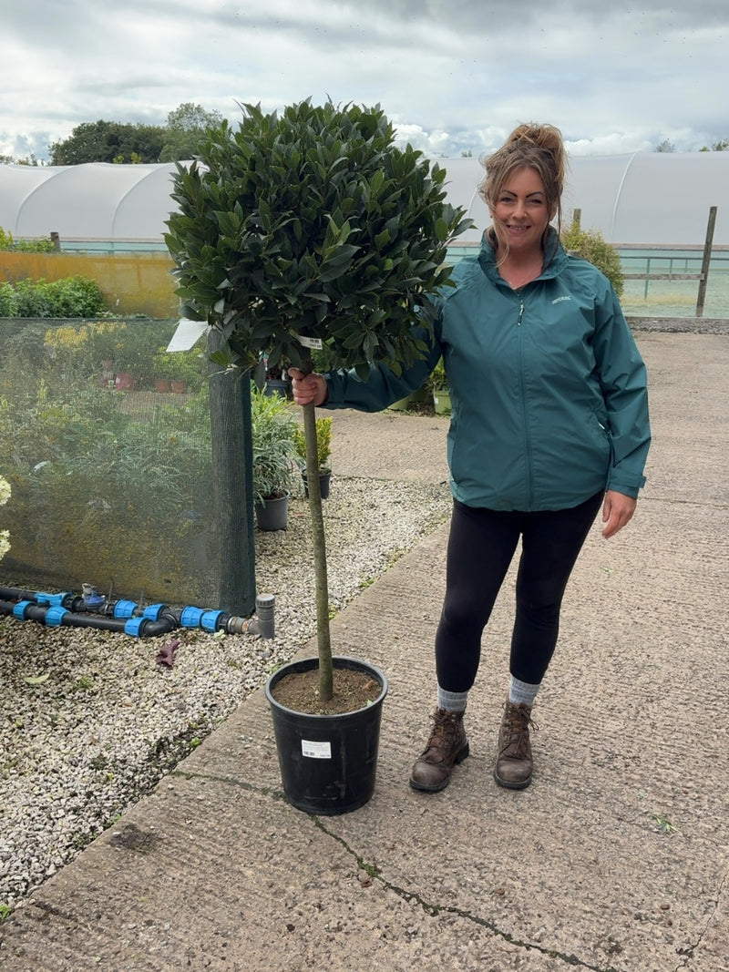 Laurus Nobilis 1/2 Std 15 Litre Pot 90-100cm Stem 60-65cm Head