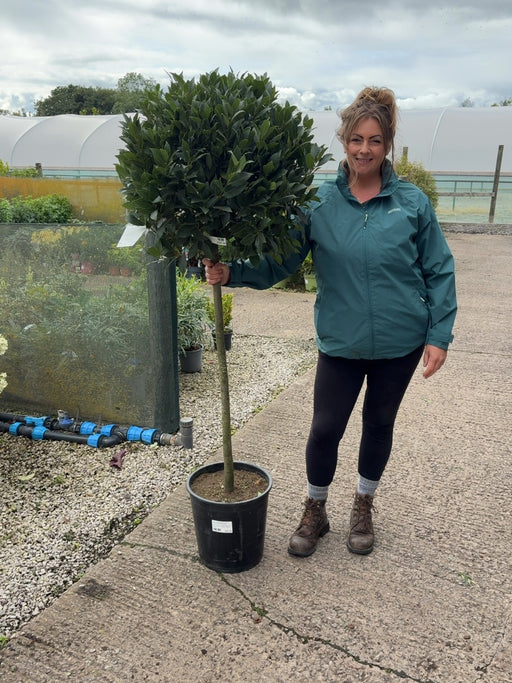 Laurus Nobilis 1/2 Std 15 Litre Pot 90-100cm Stem 60-65cm Head