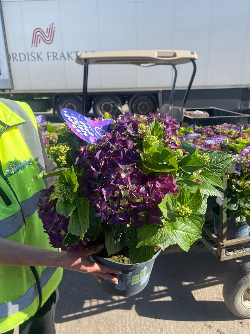 Hydrangea Mac. Deep Purple Dance 10 Litre Pot