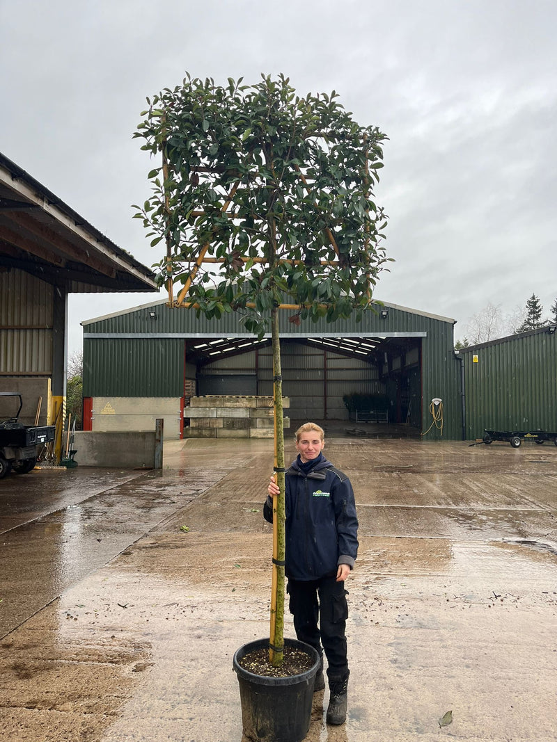 Photinia Red Robin Pleached Standard 10/12cm Heavy Girth 100 H x120 W cm Frame
