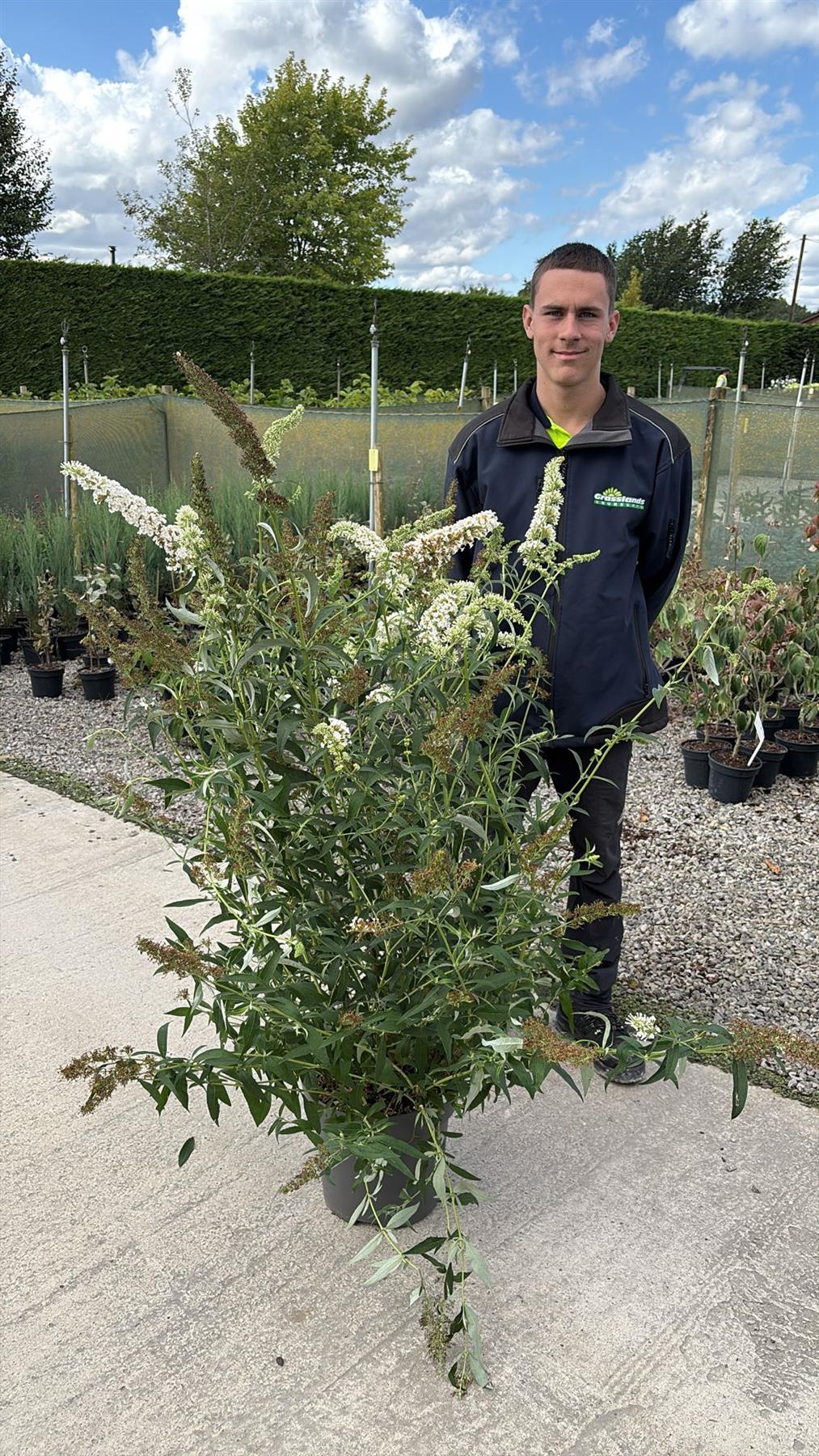 Buddleja davidii White Profusion12 Litre Pot 80/100cm