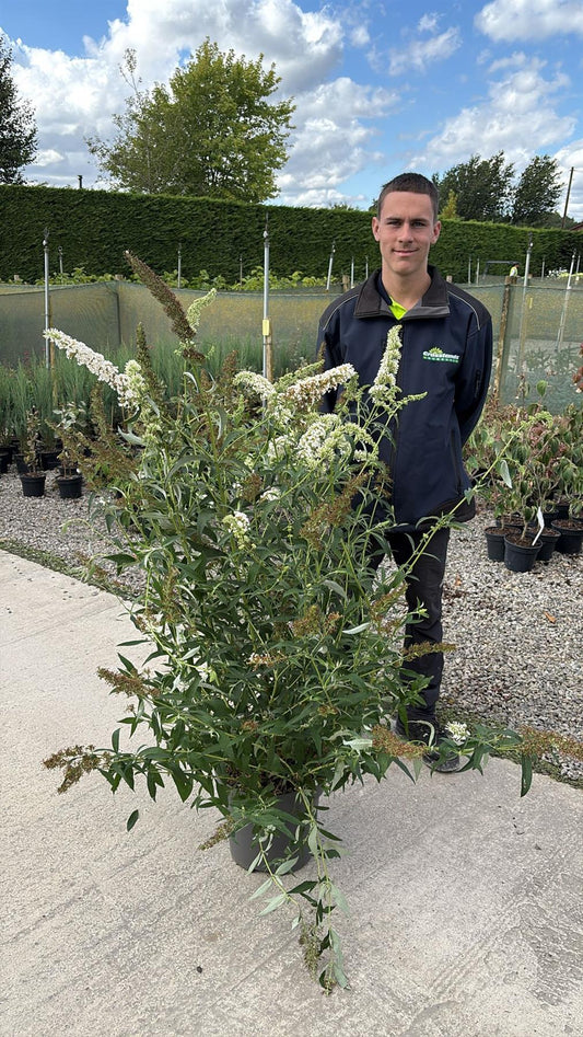 Buddleja davidii White Profusion12 Litre Pot 80/100cm