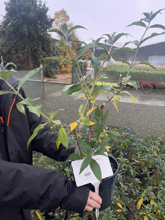 Buddleja d. Reve Papillon Pink 3 Litre Pot