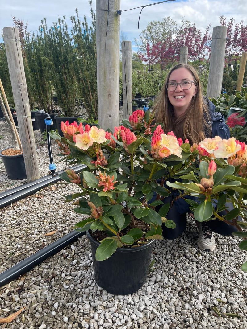 Rhododendron Hybrid Horizon Monarch 20 Litre Pot