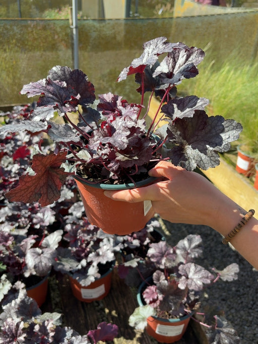 Heuchera Plum Pudding 2 Litre Pot