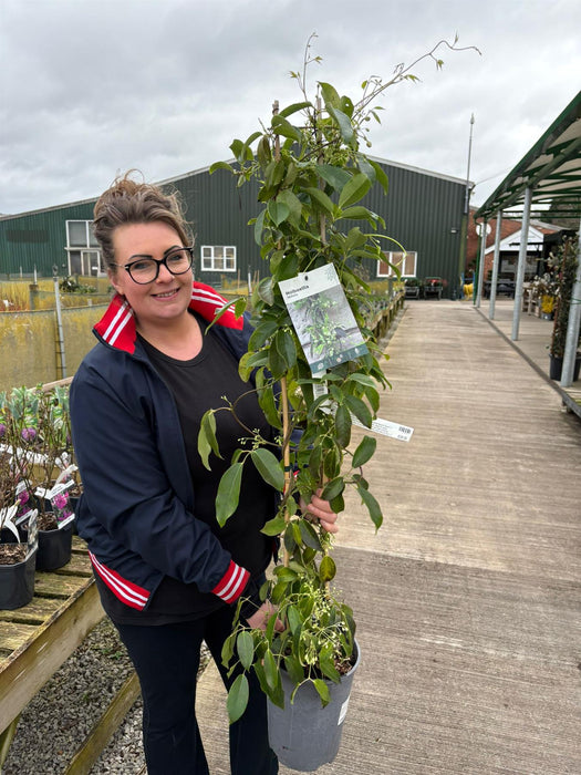 Holboellia latifolia 4 Litre Pot
