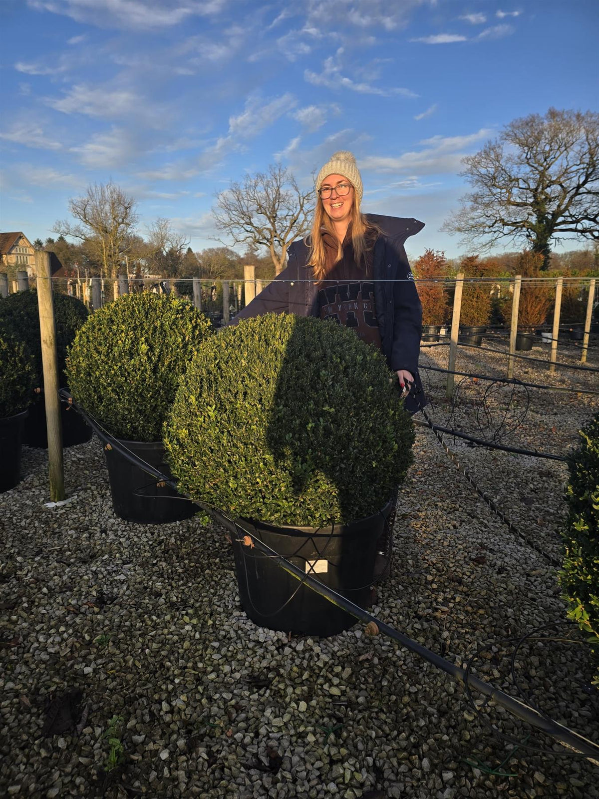 Buxus Ball 50 Litre Pot 80-85cm Diameter