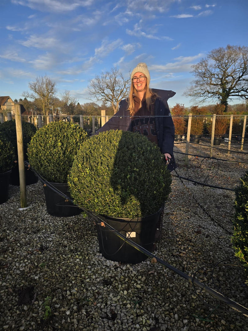 Buxus Ball 50 Litre Pot 80-85cm Diameter