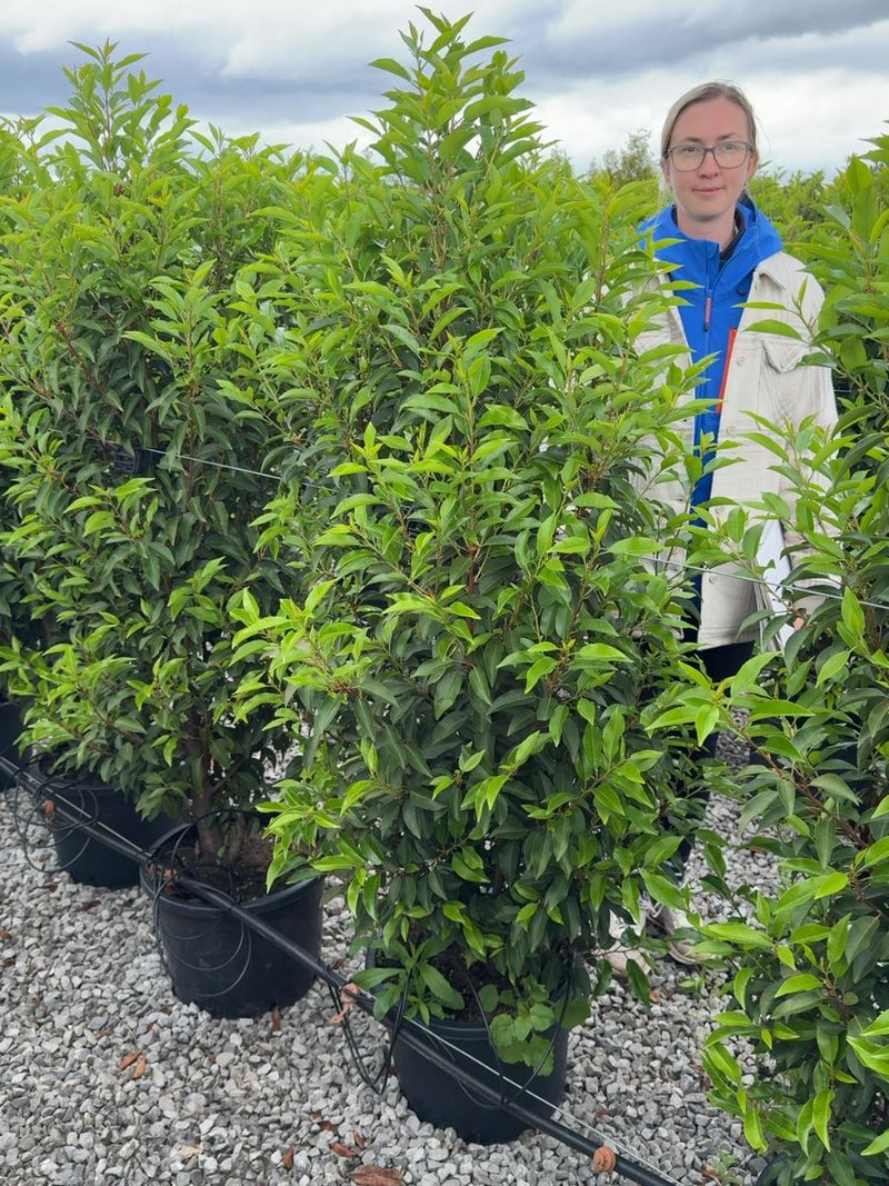 Portuguese Laurel Hedging 100/120cm 20 Litre Pot