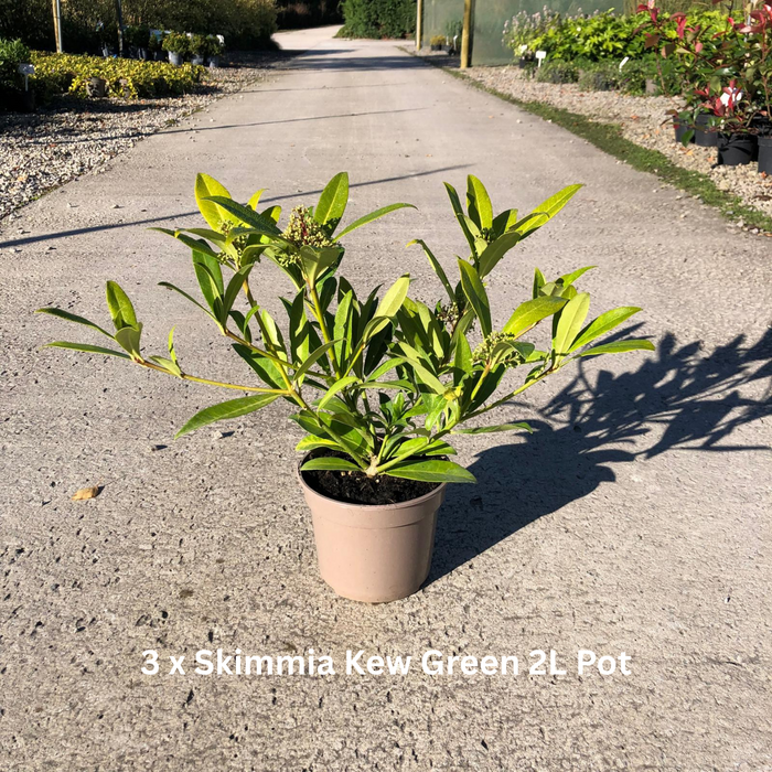 12 x Fragrant Shrub Mix Border Pack