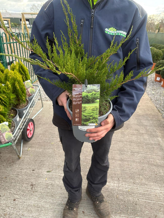 Juniperus Mint Julep 4.5 Litre Pot