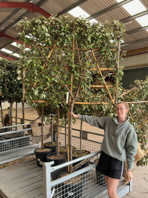 Elaeagnus E. Compacta Pleached Std 8/10cm Girth 120cm Stem 120H x 150cm W Frame