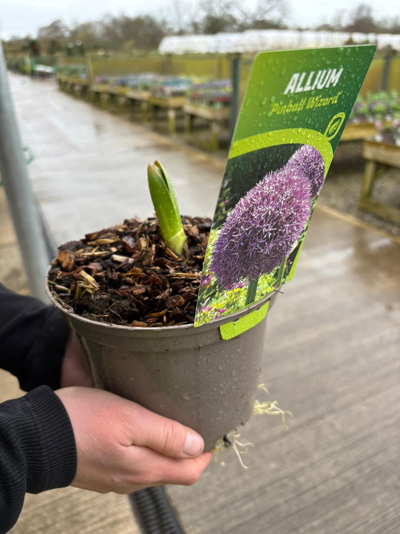 Allium Pin Ball Wizard 2 Litre Pot