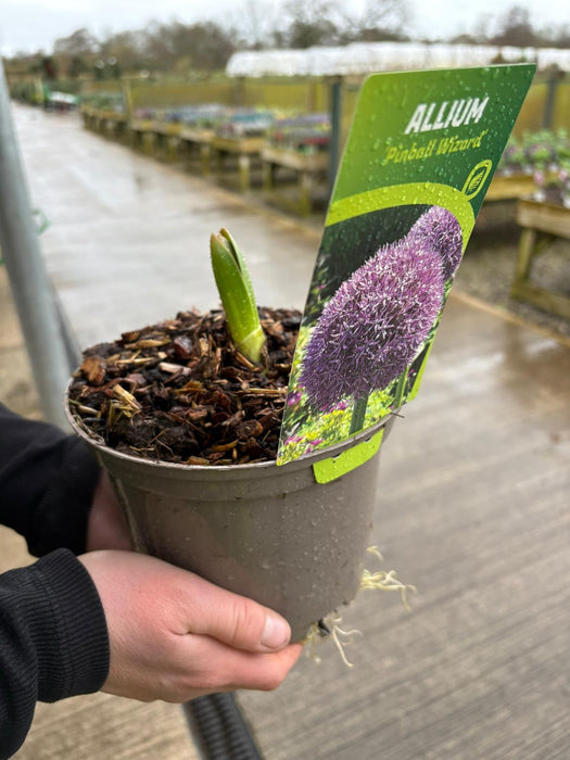 Allium Pin Ball Wizard 2 Litre Pot