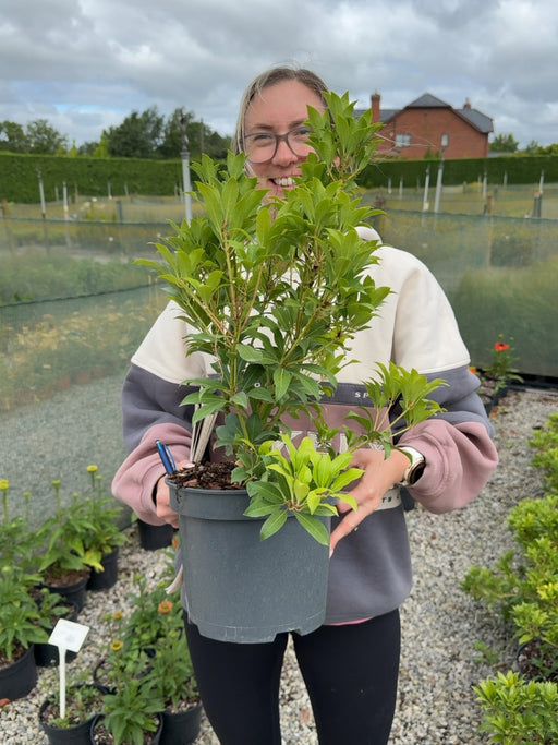 Pieris japonica Mountain Fire - Forest Flame 5 Litre Pot