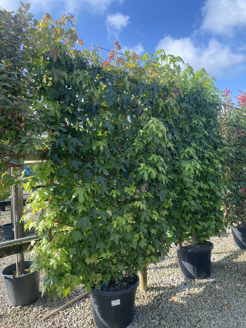 Liquidambar styraciflua Pleached Panel 200cm x 130cm