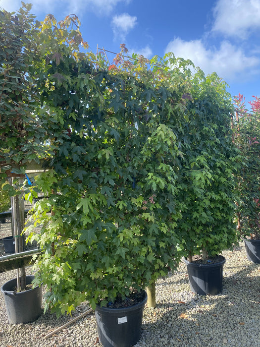 Liquidambar styraciflua Pleached Panel 200cm x 130cm