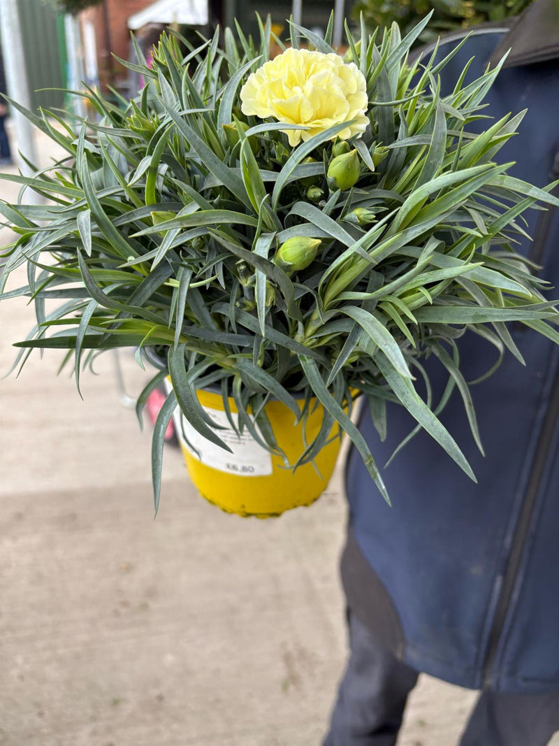 Dianthus Menorca 14cm Pot