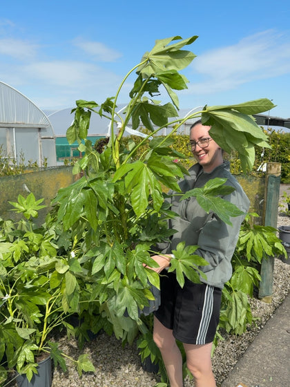 Fatsia Japonia 9 Litre Pot