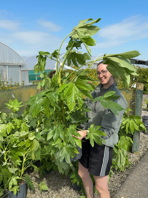 Fatsia Japonia 9 Litre Pot