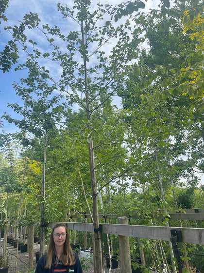 Alnus glutinosa 10/12cm Girth