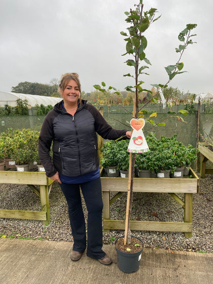 Apple Red Boskoop 7.5 Litre Half Standard