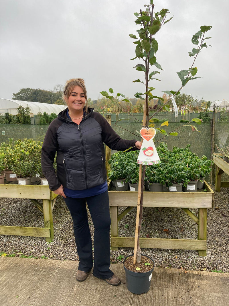 Apple Red Boskoop 7.5 Litre Half Standard