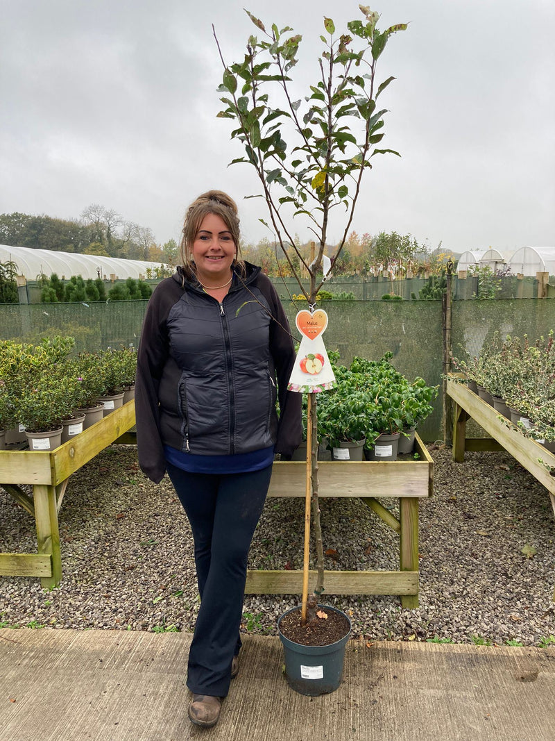 Apple Cox's Orange Pippin 7.5 Litre Half Standard