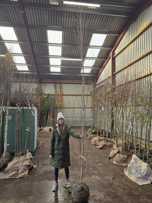 Betula Utilis Jacquemontii Feathered Tree 6/8cm Rootballed